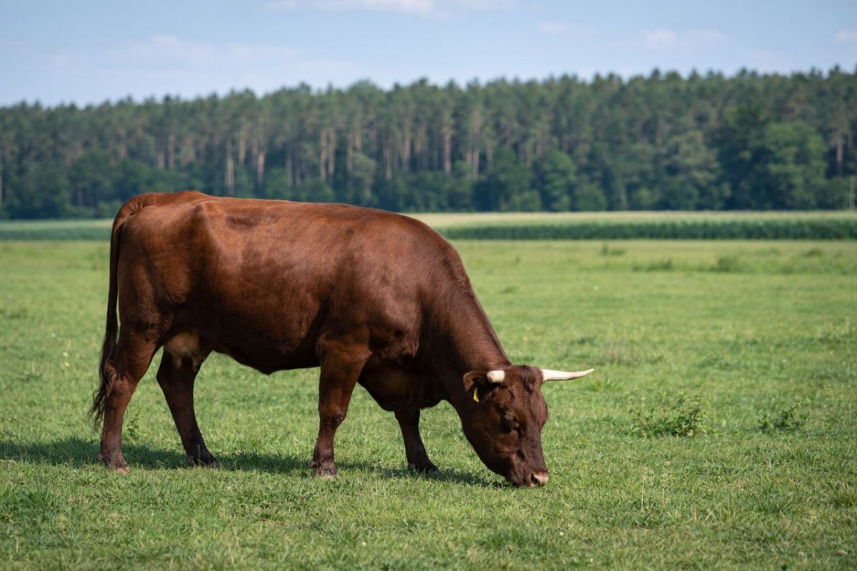 Kuh auf einer Wiese 
